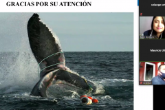 Capacitación "Identificación y registro de Cetáceos en la Región de Los Lagos"