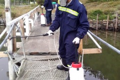 Desinfección de Muelle