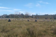 Limpieza de Playas